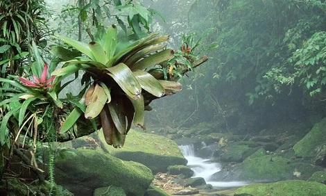 热带雨林气候的形成原因是什么